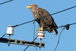 White-tailed Eagle