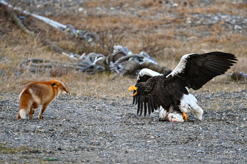 Steller's Sea Eagleadult, Behaviour