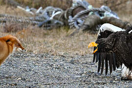 Steller's Sea Eagle