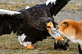 Steller's Sea Eagle