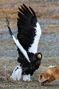 Steller's Sea Eagle