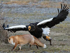 Steller's Sea Eagle