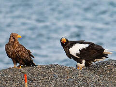 Steller's Sea Eagle