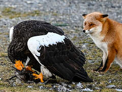 Steller's Sea Eagle