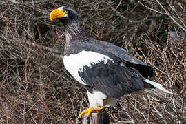 Steller's Sea Eagle