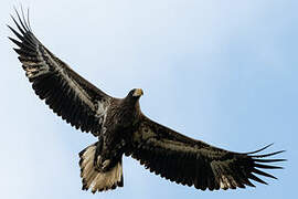 Steller's Sea Eagle