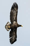 Steller's Sea Eagle