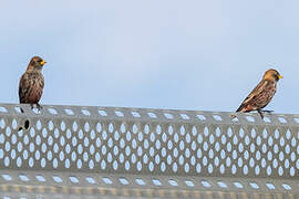 Asian Rosy Finch