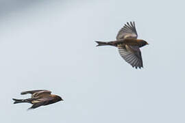 Asian Rosy Finch