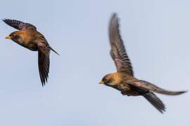 Asian Rosy Finch