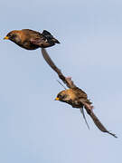 Asian Rosy Finch