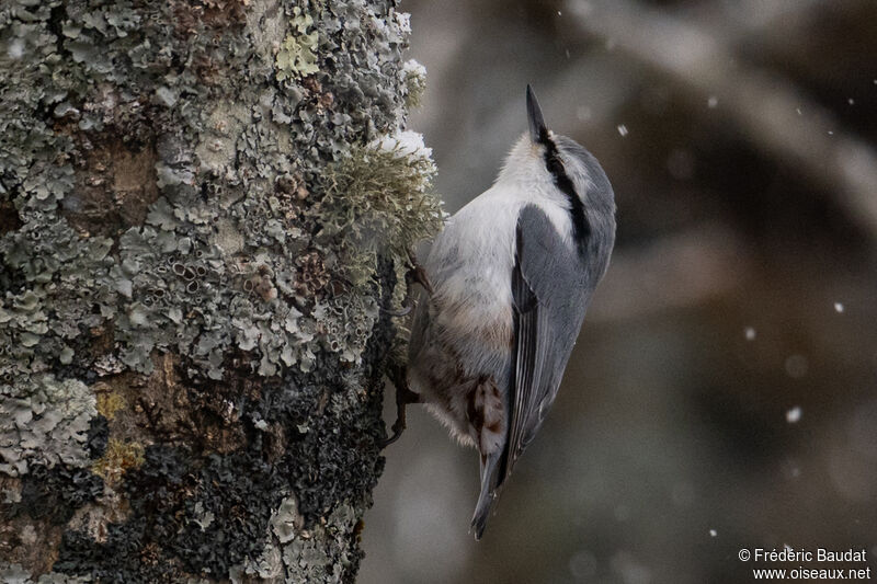 Eurasian Nuthatchadult