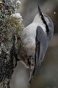 Eurasian Nuthatch