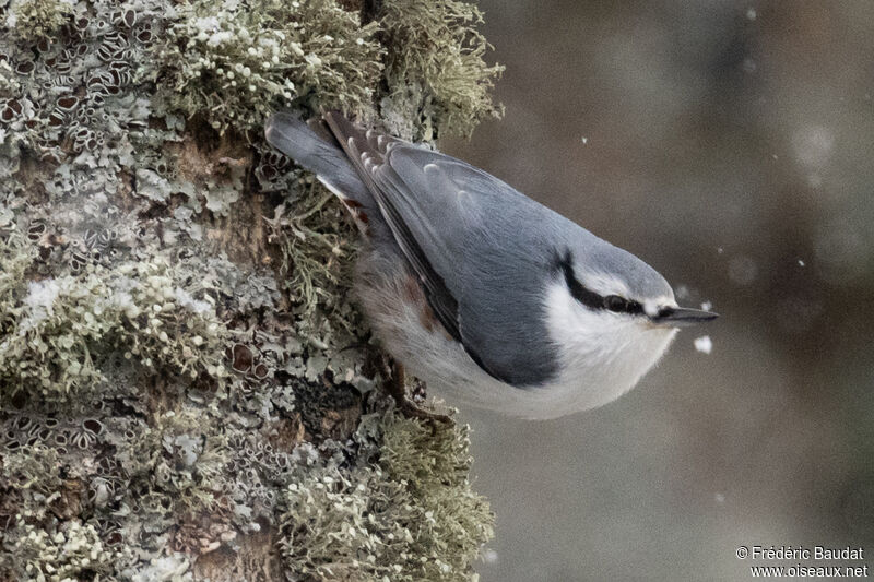 Eurasian Nuthatchadult