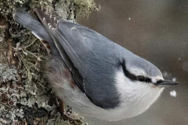 Eurasian Nuthatch