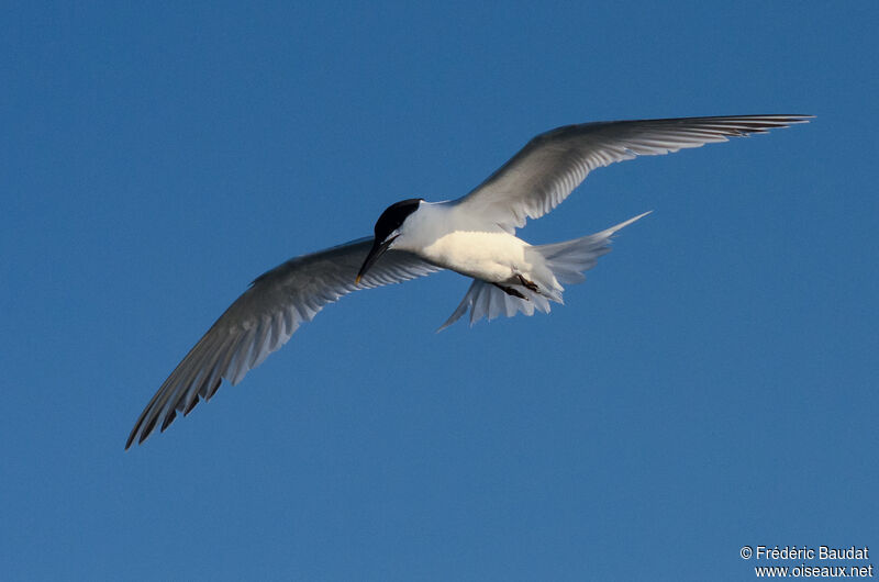 Sandwich Ternadult breeding, Flight