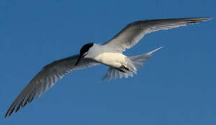 Sandwich Tern