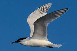 Sandwich Tern