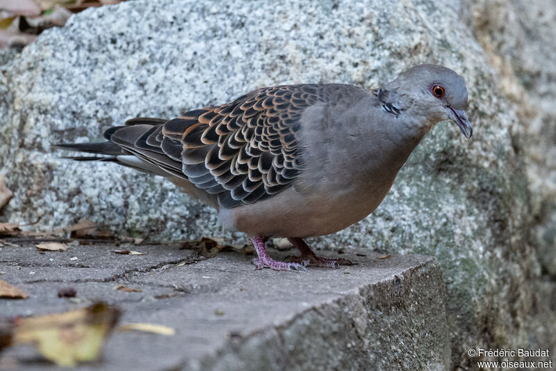 Oriental Turtle Doveadult