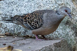 Oriental Turtle Dove