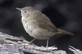 Southern House Wren