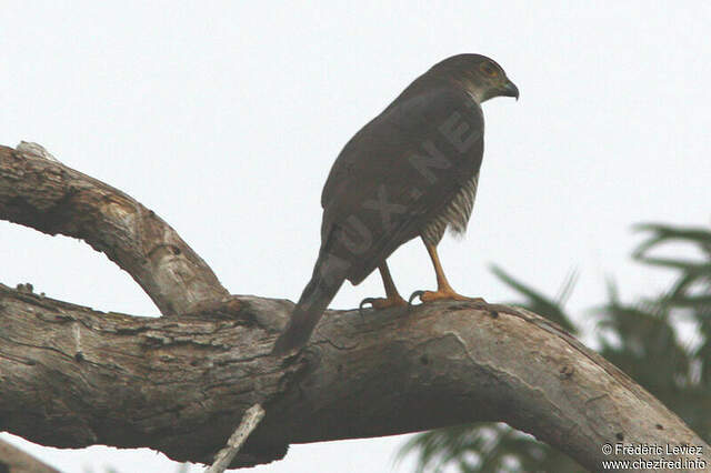 African Goshawk - Accipiter tachiro female adult - frle75713