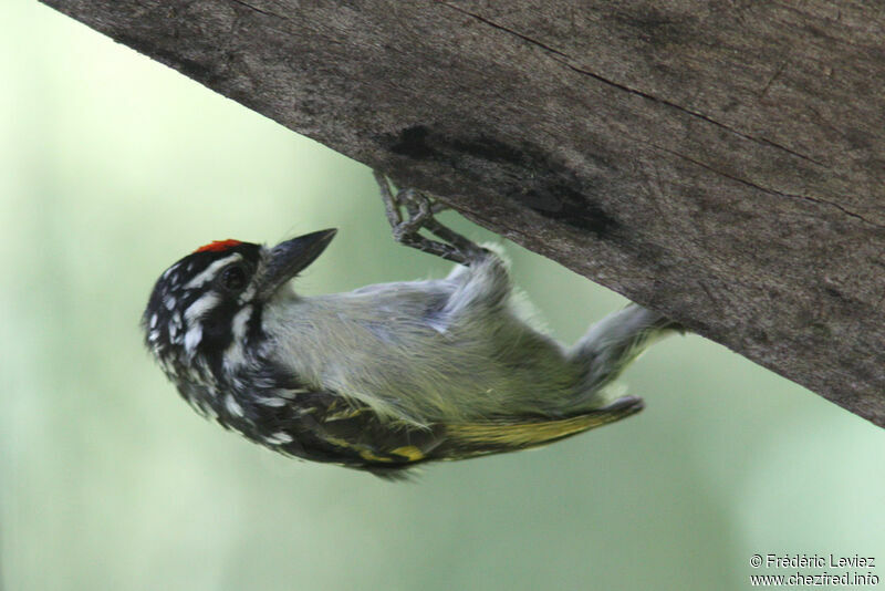 Northern Red-fronted Tinkerbirdadult