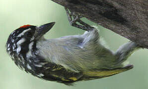 Northern Red-fronted Tinkerbird