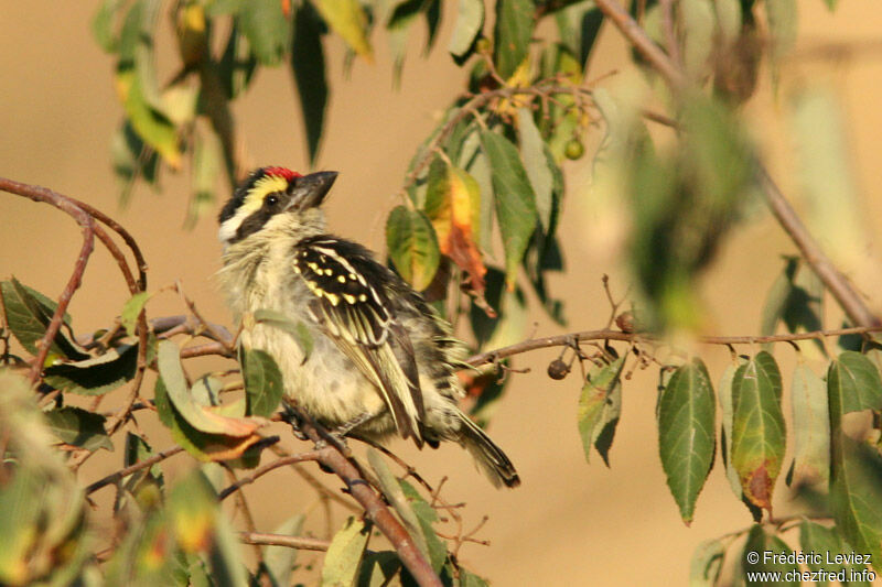 Northern Red-fronted Tinkerbirdadult