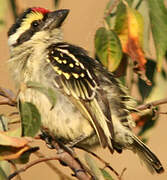 Northern Red-fronted Tinkerbird