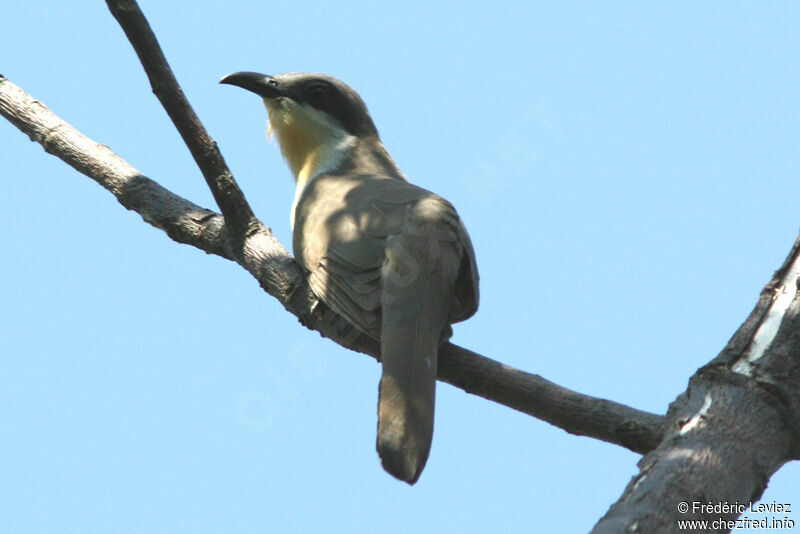 Dark-billed Cuckooadult, identification