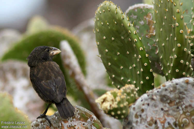 Large Cactus Finch - Geospiza conirostris male adult - ref:frle20085