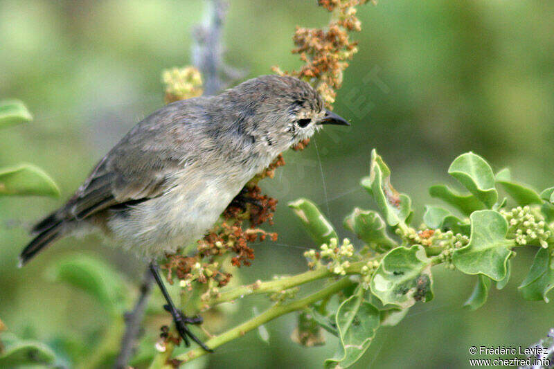 Grey Warbler-Finch - Certhidea fusca adult - frle20082