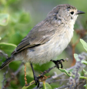 Grey Warbler-Finch - Certhidea fusca