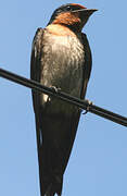 Pacific Swallow