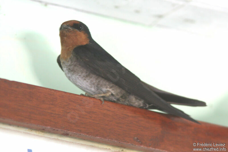 Pacific Swallowadult, identification