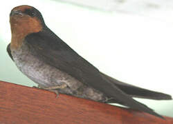 Pacific Swallow