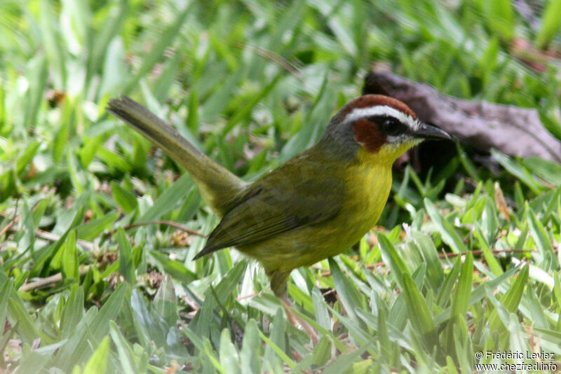 Paruline de Delattreadulte, identification