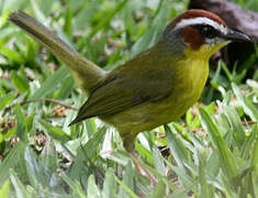 Chestnut-capped Warbler