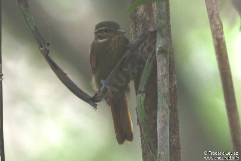 Northern Plain Xenops, identification