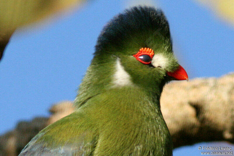 White-cheeked Turaco - Tauraco leucotis adult - frle44016