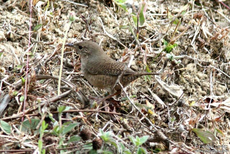 Southern House Wrenadult, identification