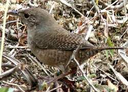 Troglodyte austral