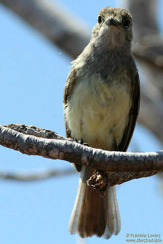 Galapagos Flycatcher - Myiarchus magnirostris adult - frle20349