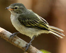 Mistletoe Tyrannulet