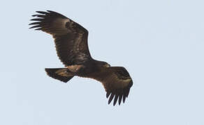 Greater Spotted Eagle