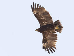 Greater Spotted Eagle