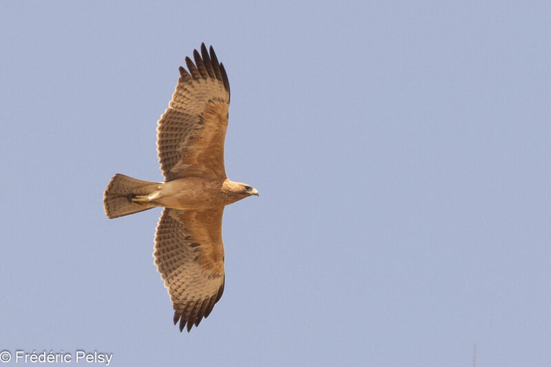 Aigle de Bonellijuvénile