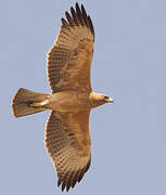 Bonelli's Eagle