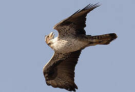 Bonelli's Eagle